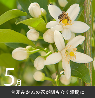 自然栽培の畑5月